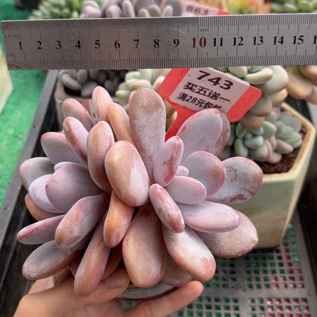 表妹精品多肉植物743.