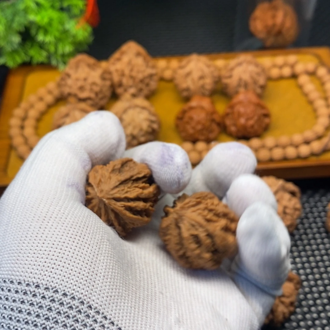 刘***刀秦岭森林茂密地栖息有