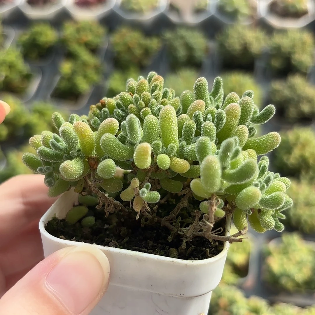 精品水晶多肉植物