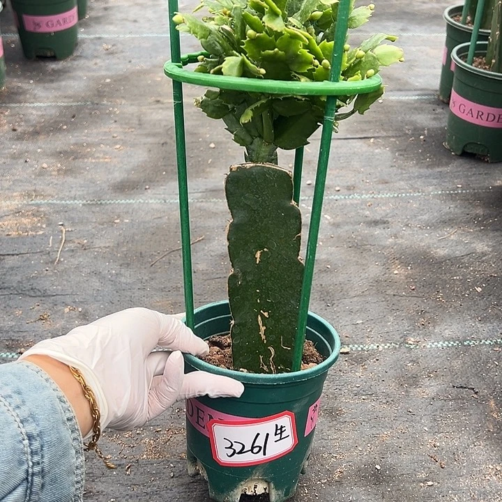 005蟹爪兰尾号3261