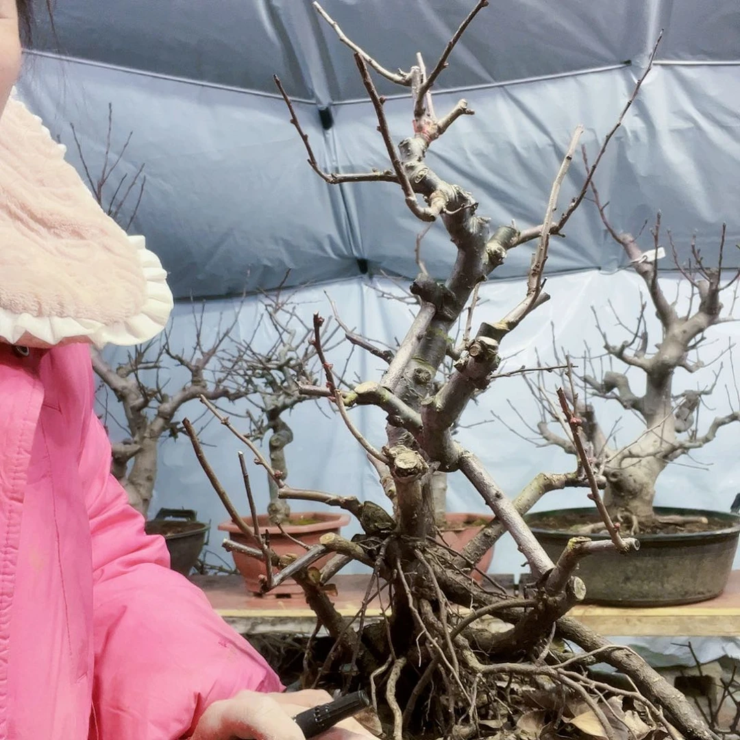 山****阔海棠盆景一物一拍