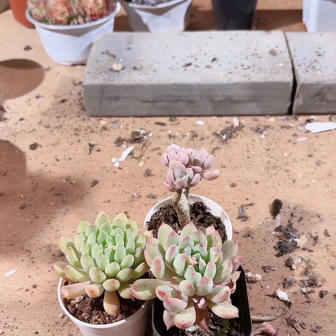 云南省红河州直发