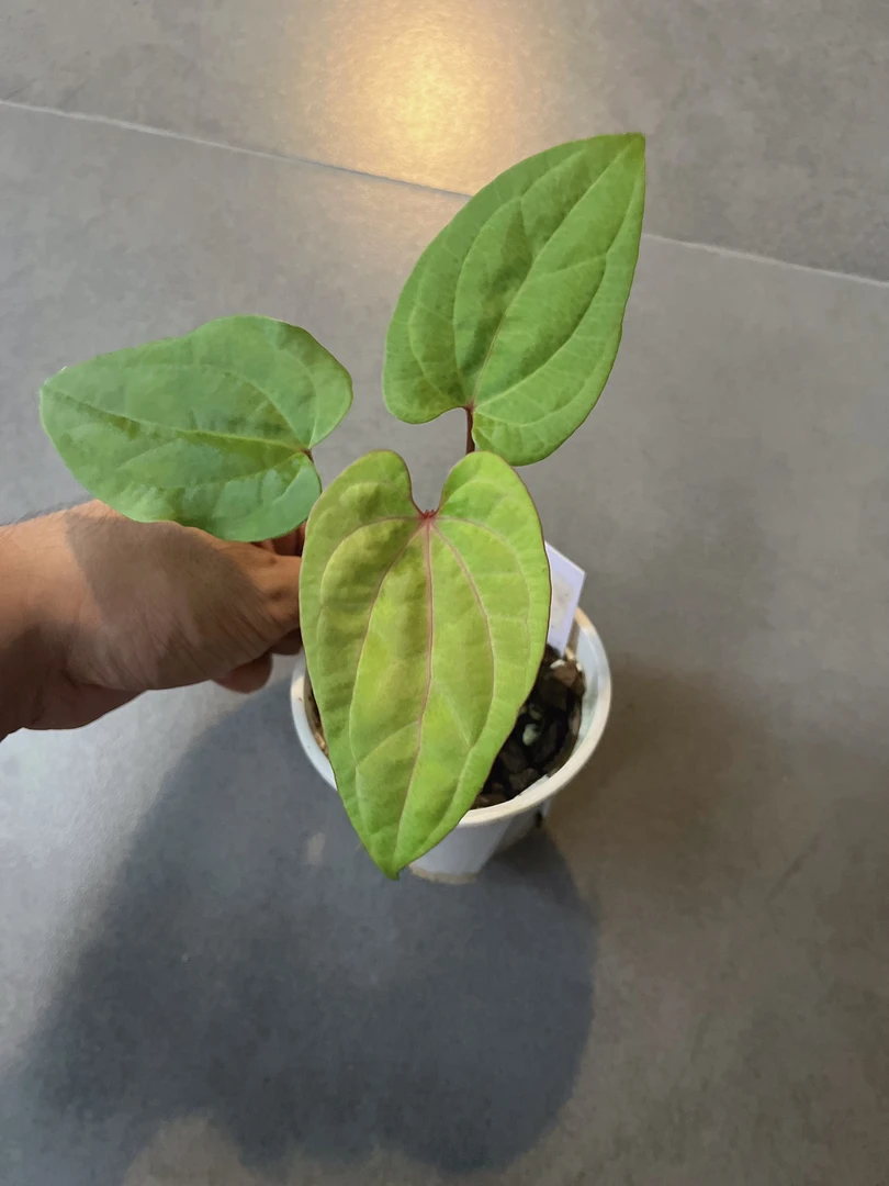【黑凤凰 x FS黛比】天南星科  热带植物