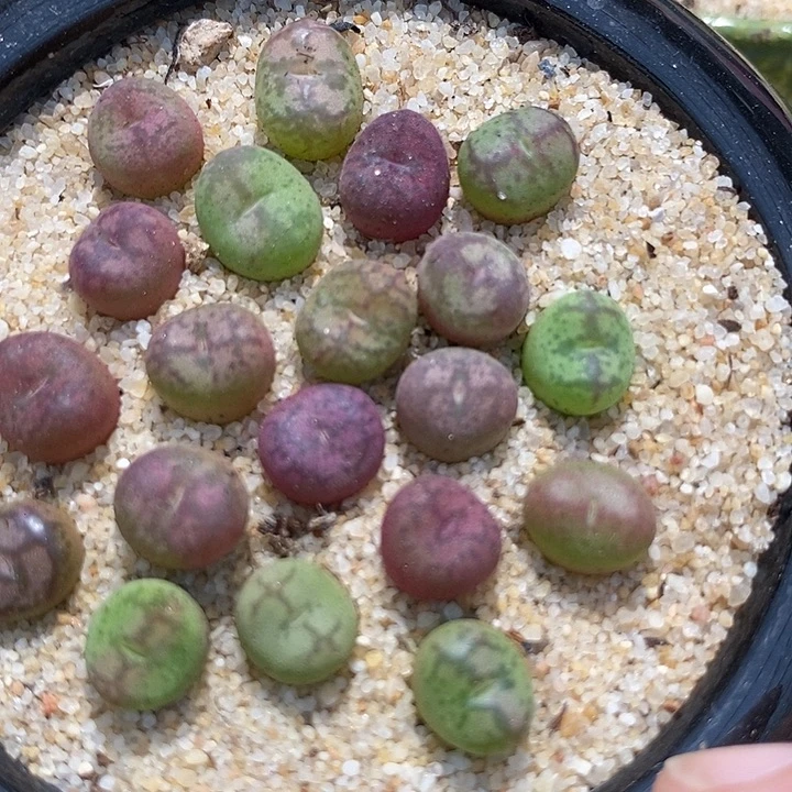 28512小毛杂一颗