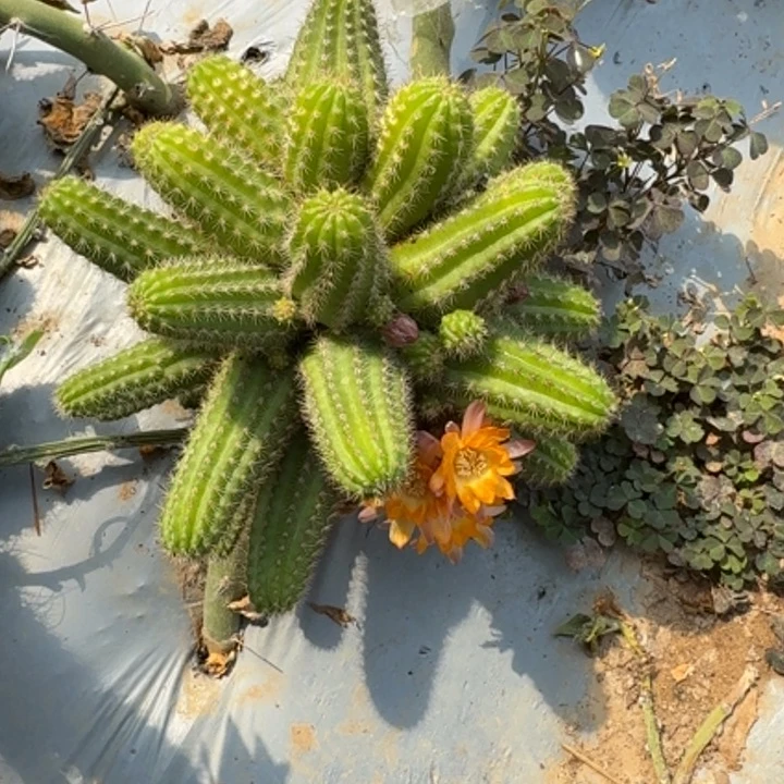 苗接白檀仙人掌群生277