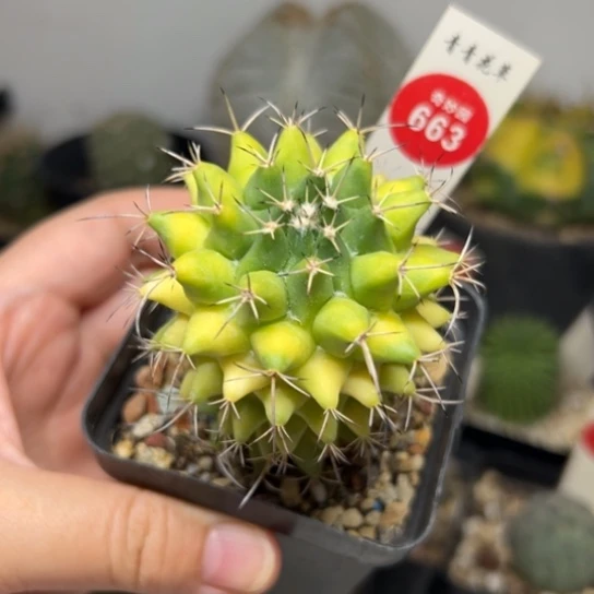 实生黄体瓦格纳乳突5.2cm