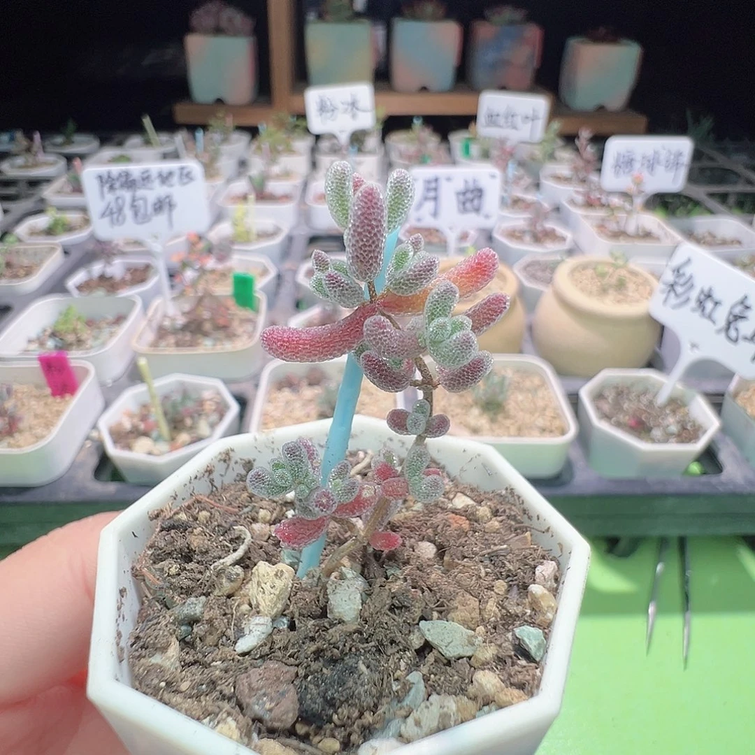 2457实生粉冰晶，一年多，拍下不退不换