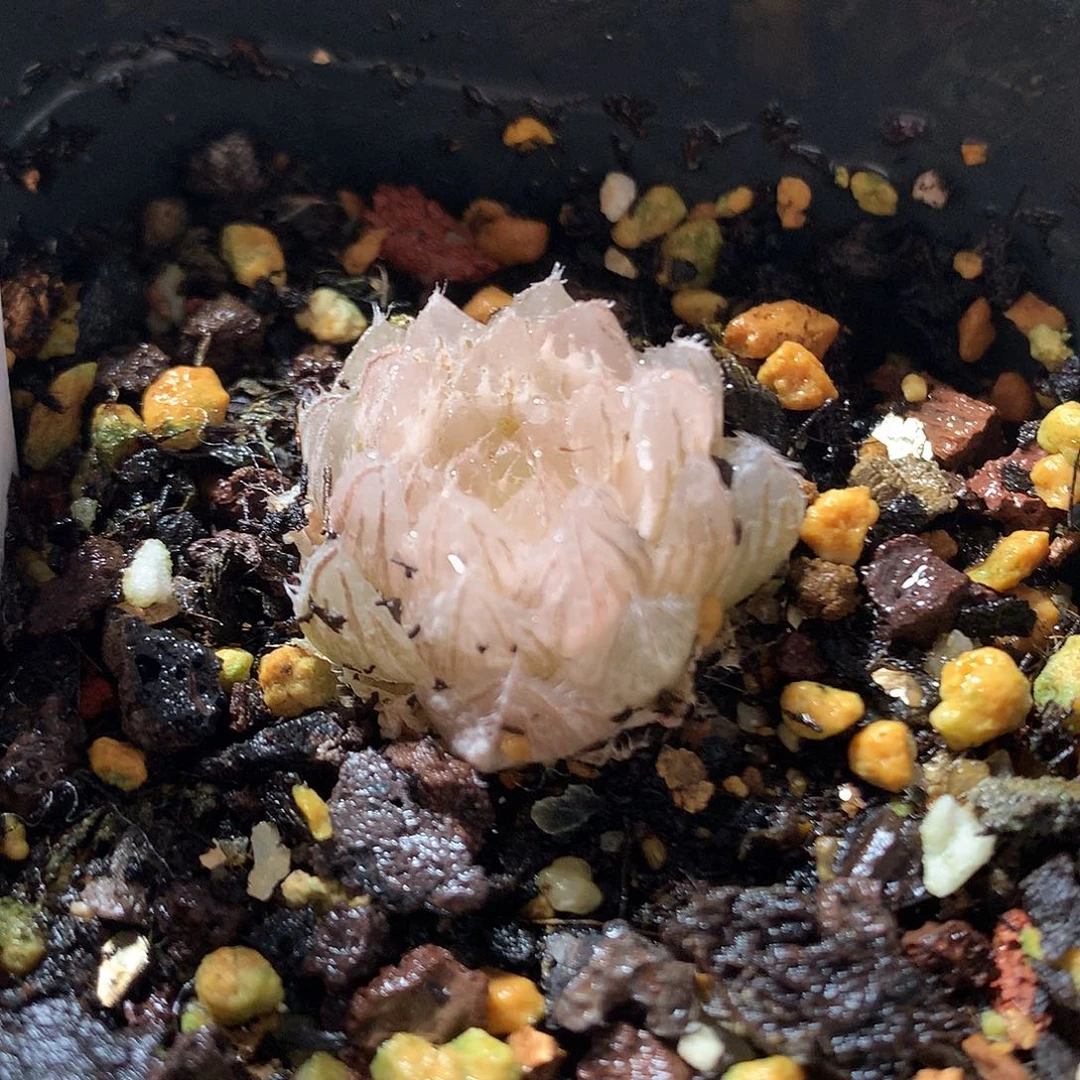 43号玉露锦带盆土