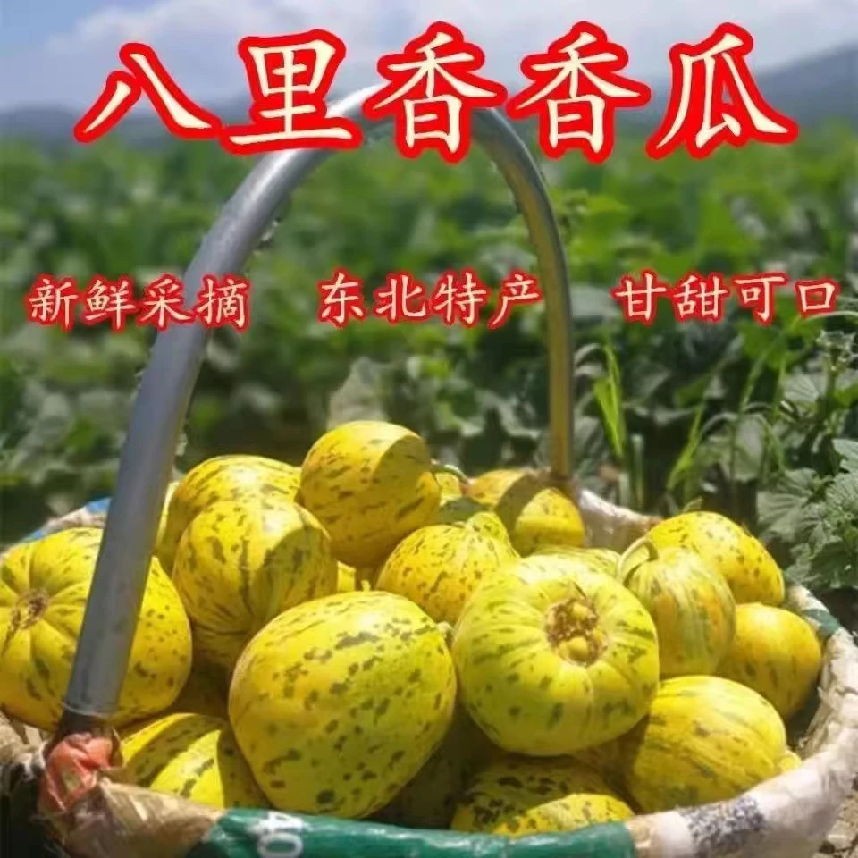 东北黑龙江省依安县八里香香瓜新鲜采摘脆甜多汁应季时令水果