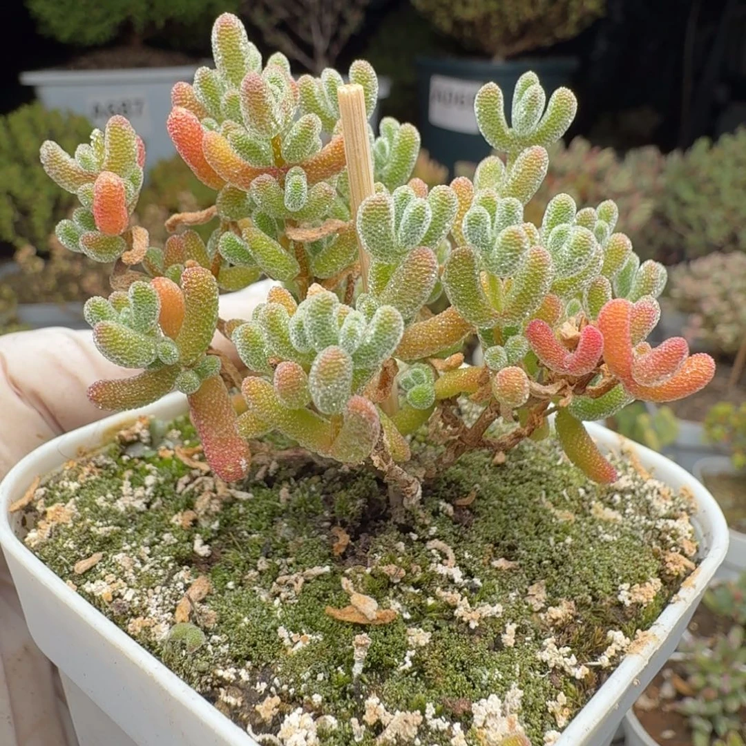 A984冰晶枝干整点福利28元包邮