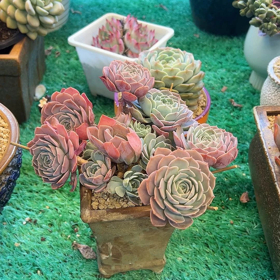 天赐，，，，，，，，，，，，，，，，，，