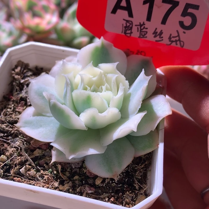 圆叶蓝丝绒覆轮锦有根