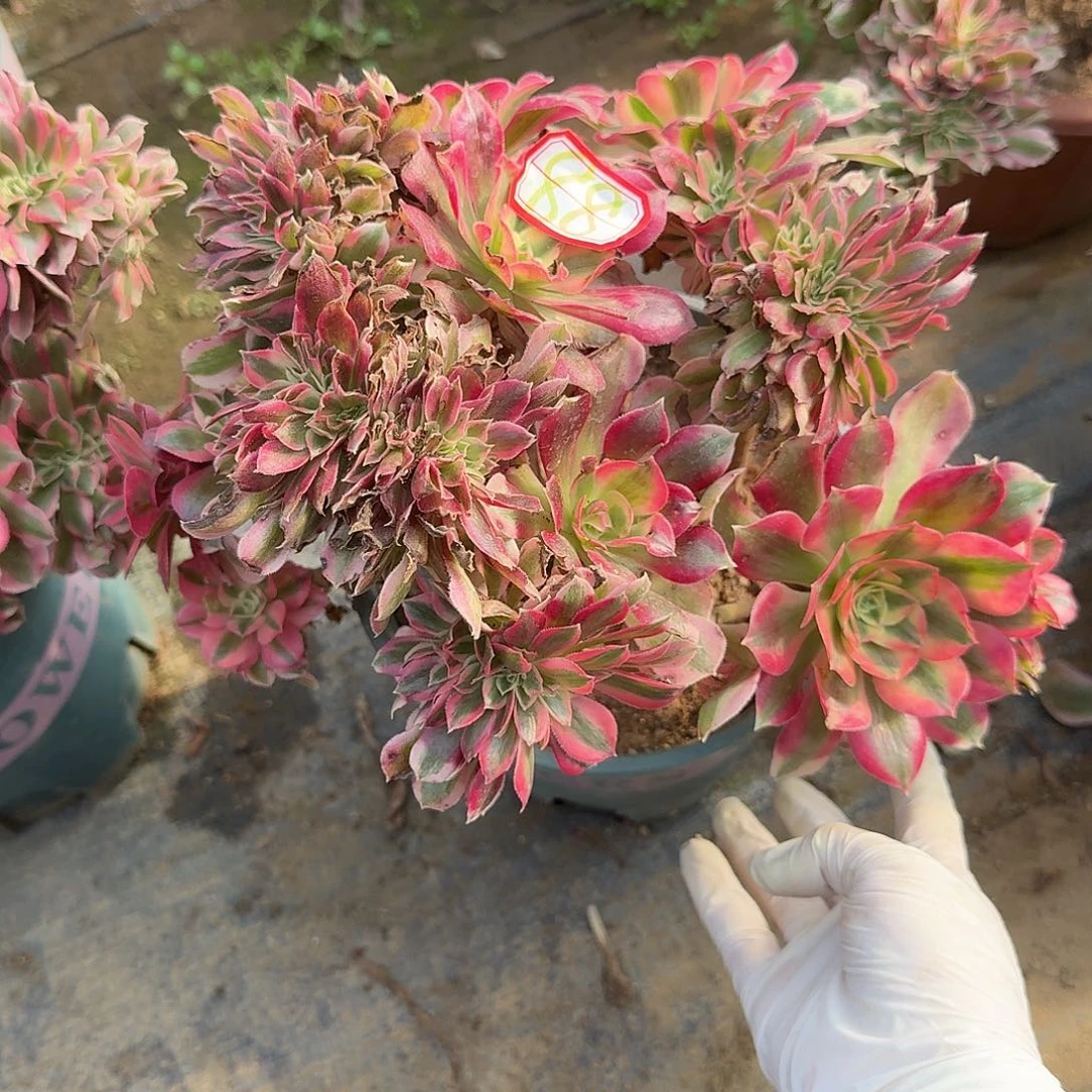 板子有伤粉女巫缀88号的