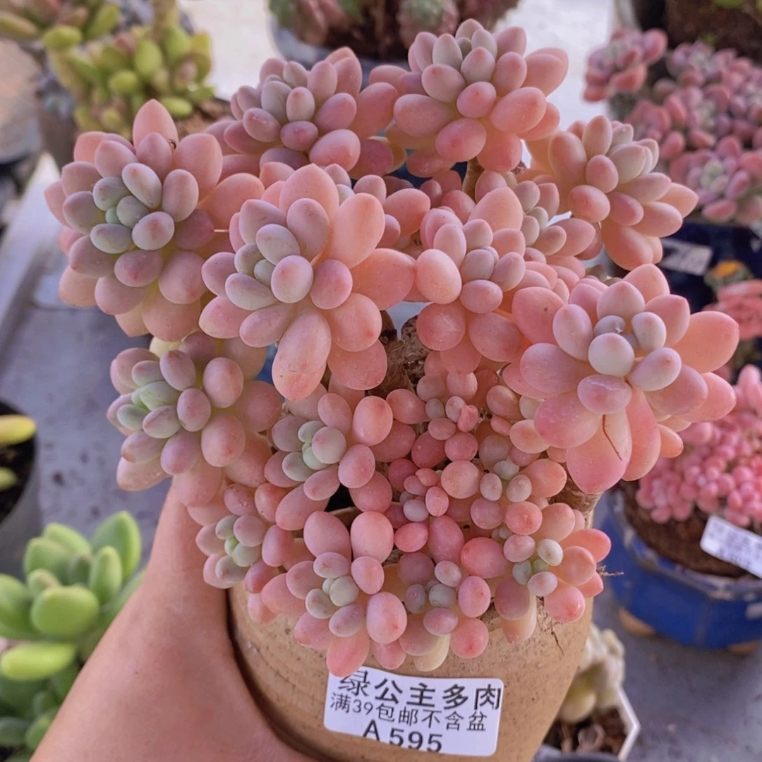 鱼子酱老桩15cm595多肉