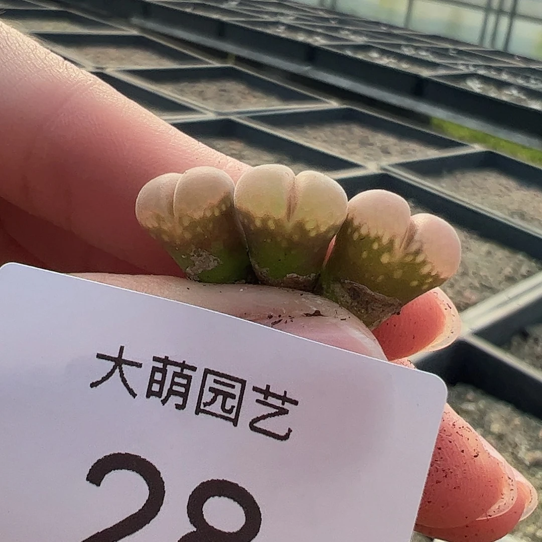 000028量拍H1风铃3颗AP种源大型风铃