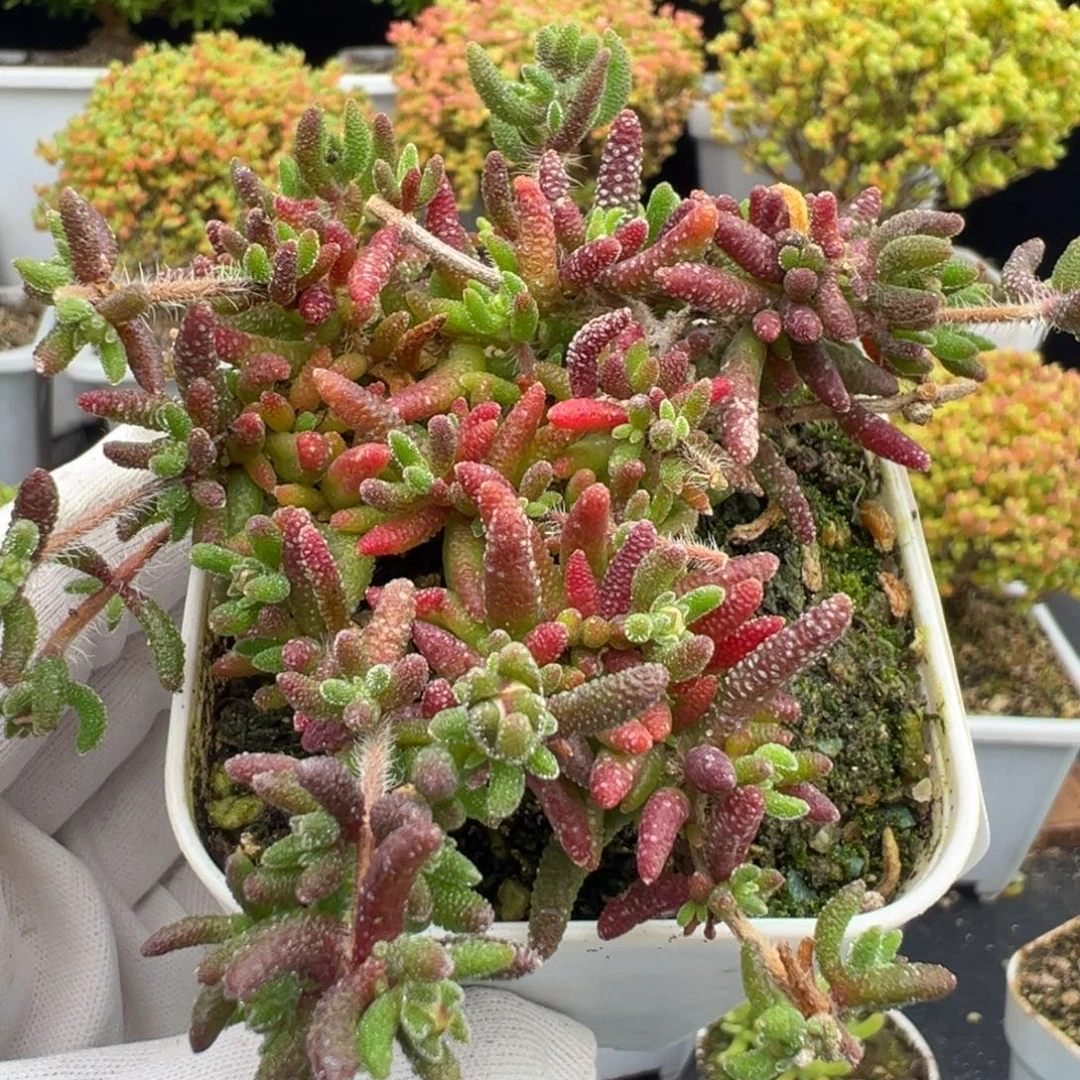 D7979狐尾枝干带花苞