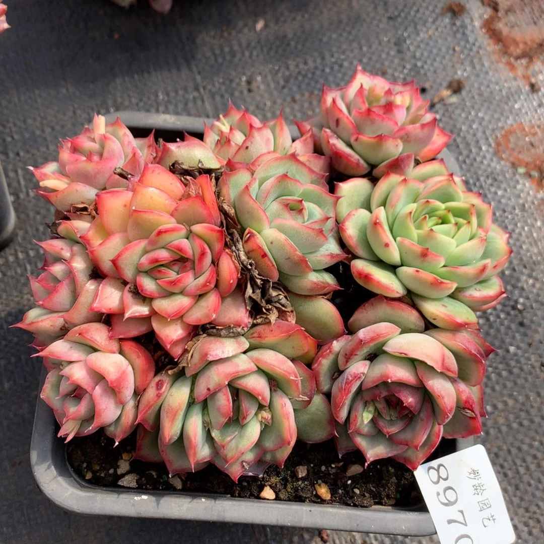 8970杂交多肉植物基地