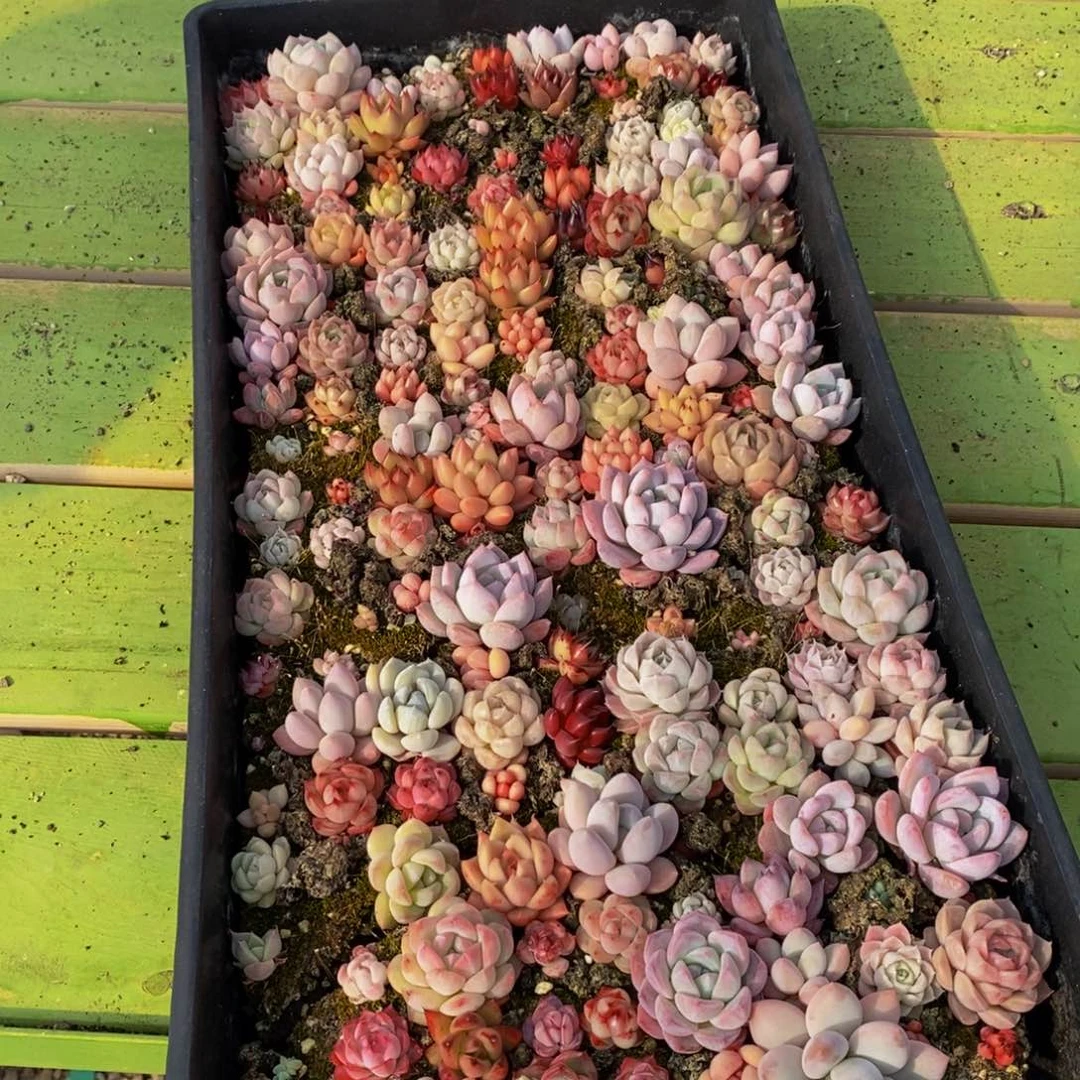 980的人生态度是一种态度，