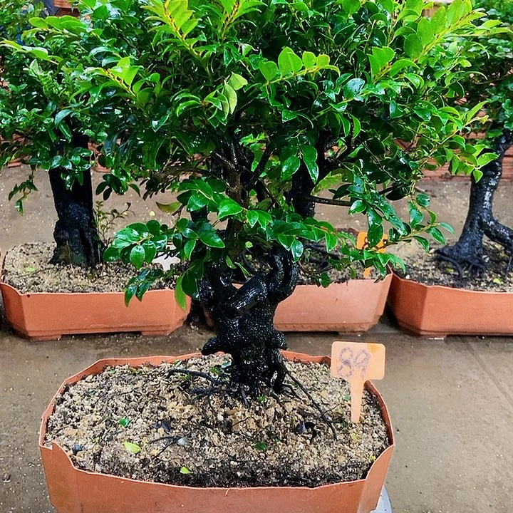 无花朵小叶紫檀木