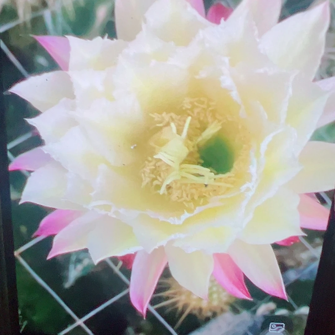 毛花柱044侧芽 满20包邮