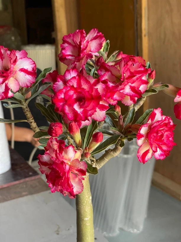 内蒙专拍 其余地区请勿下单 沙漠玫瑰老桩重瓣盆栽四季开花