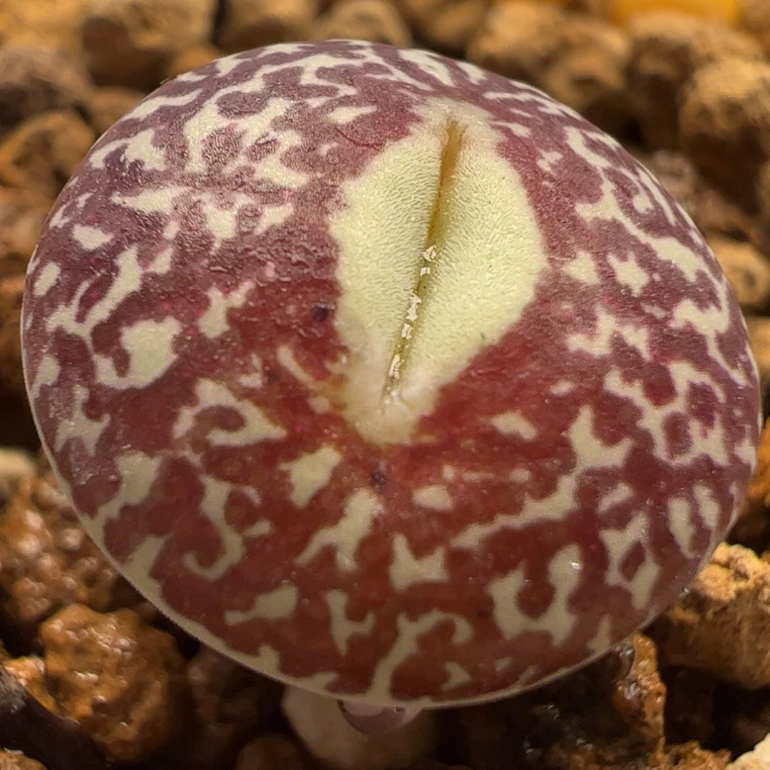 绿嘴黑脸钻石墨多肉植物