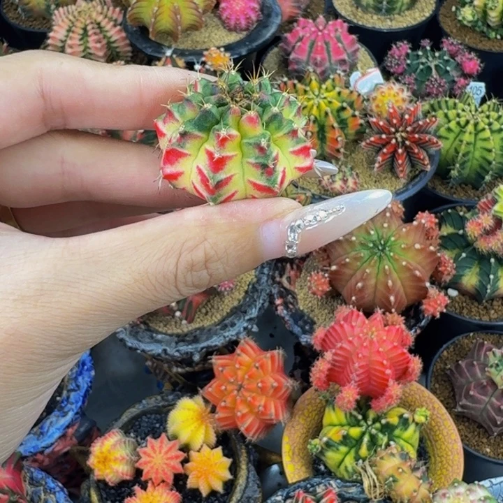 桃太郎后代侧00000000000305