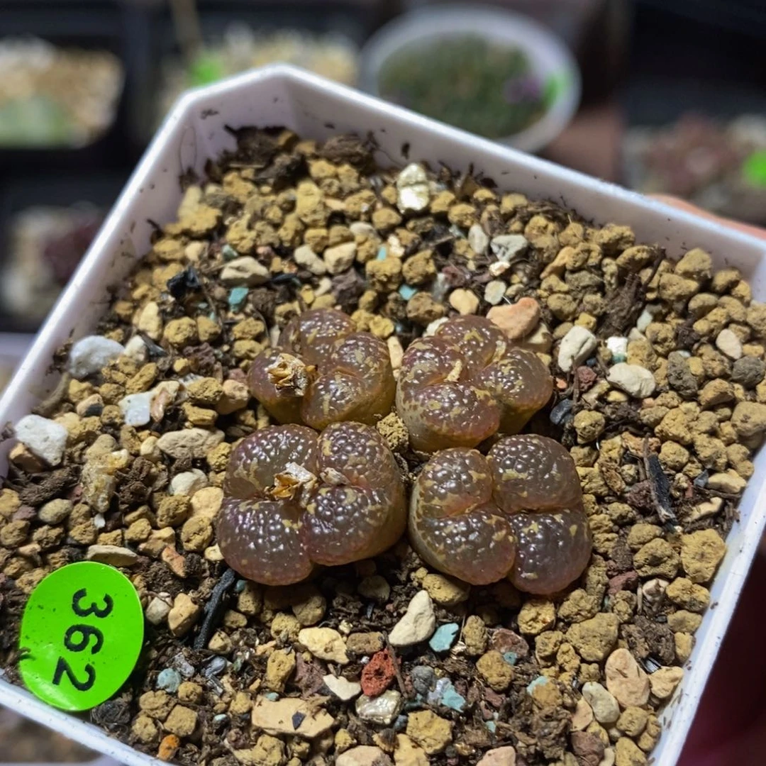 泡泡漂亮多肉植物362
