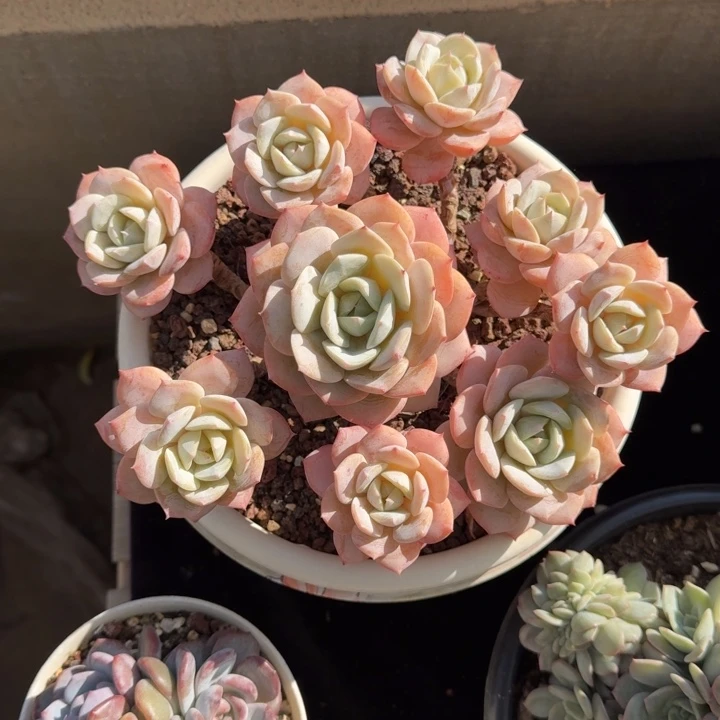 20厘米左右一物一拍的多肉植物