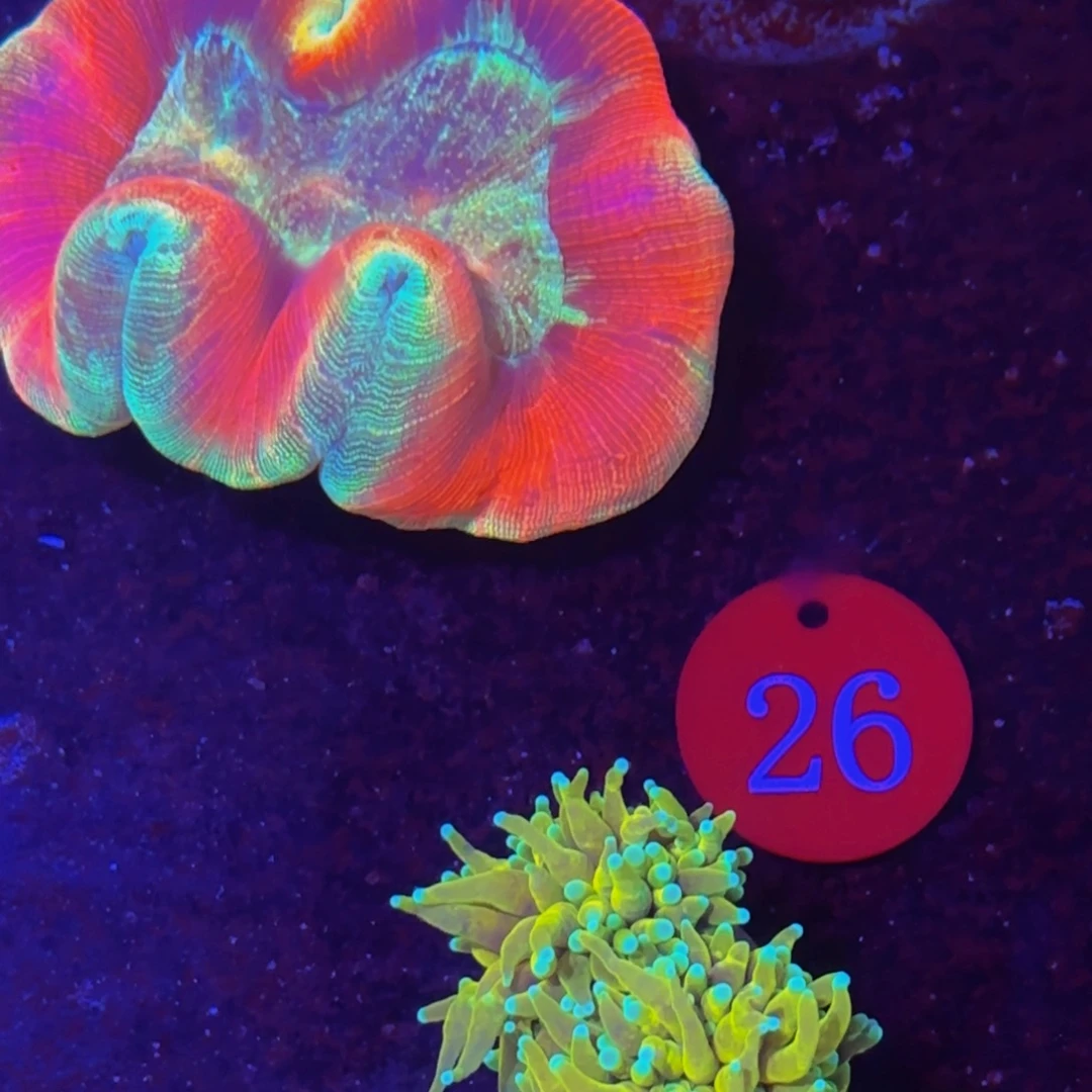 纽扣珊瑚万鱼来朝海水观赏