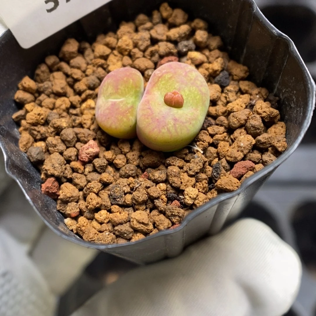 多肉植物肉锥杂交K-3729 睫毛纹