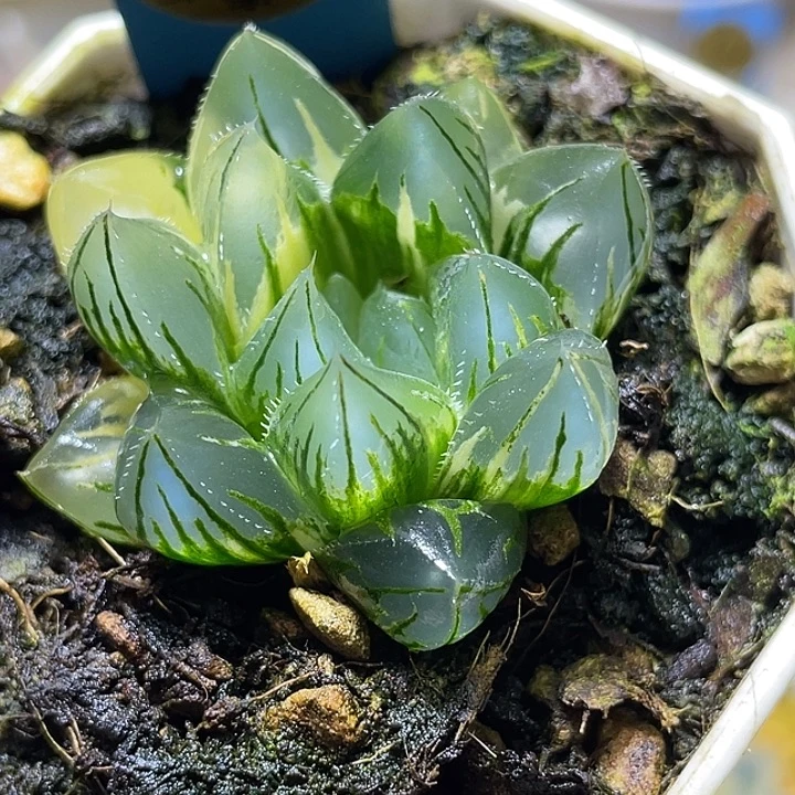 557花水晶实生锦福利呀
