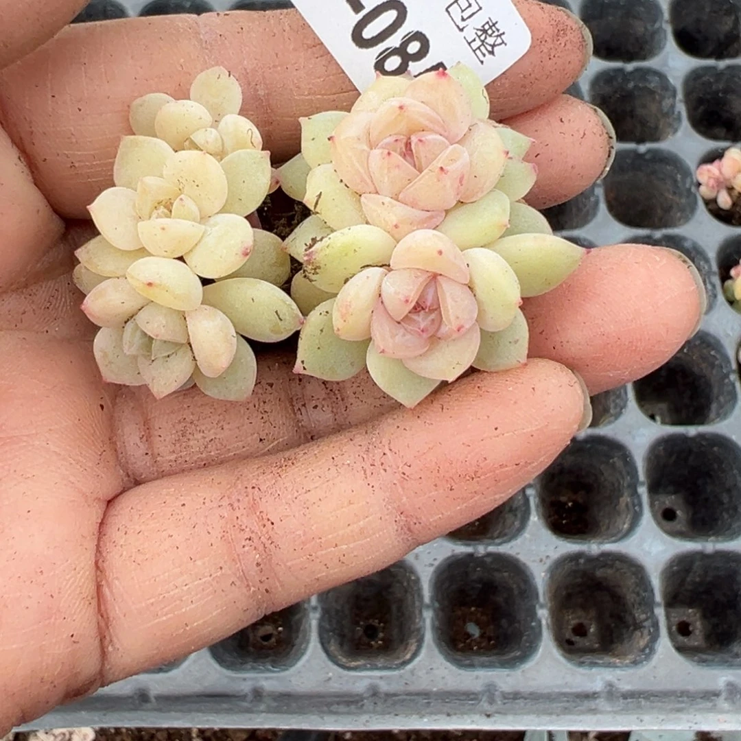 ?****?小卡拉米糖心一物一拍18-85