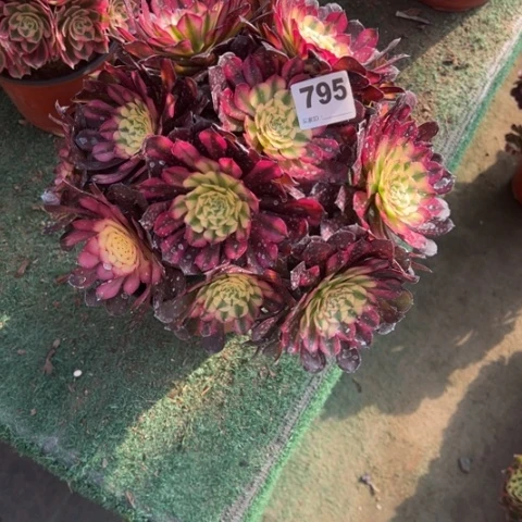 龙****）795铜壶锦朵朵多肉