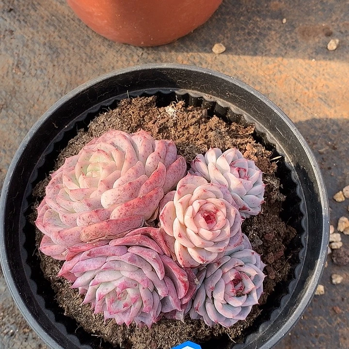 572天鹅绒一物一拍多肉