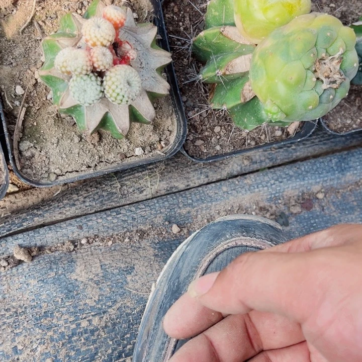 扬**航精巧垫锦群头草球苗姐