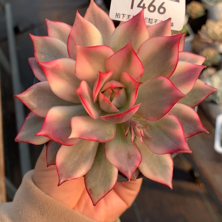 无花朵宝莲灯锦1466