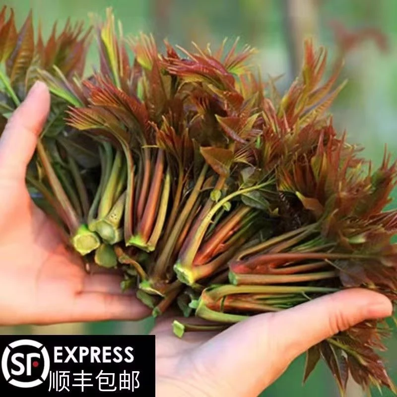 贵州高山露天头茬香椿芽