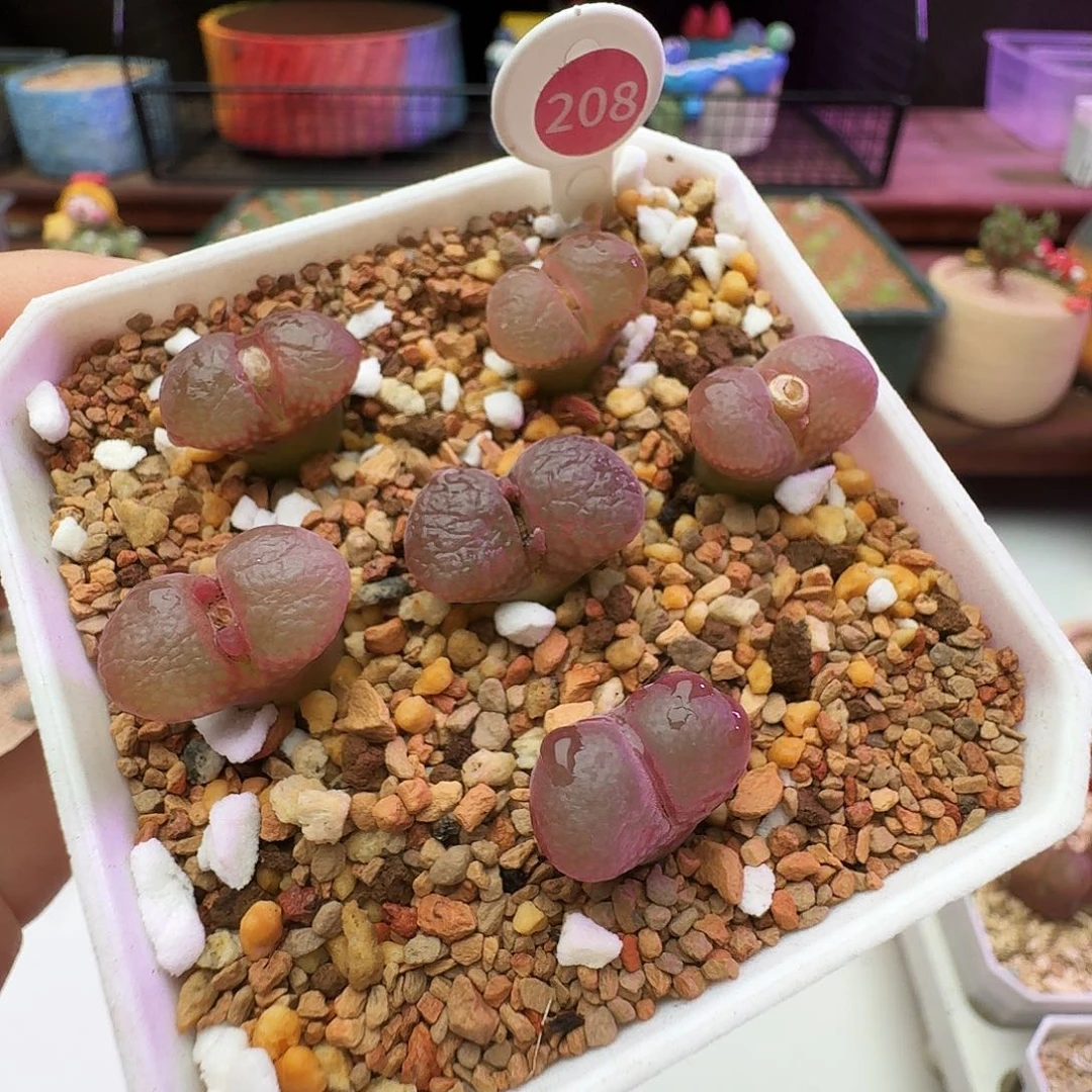 多肉植物福利肉锥208