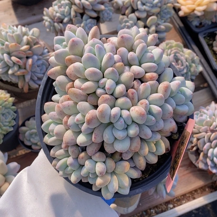 389香水群无砍15盆口