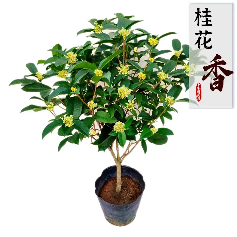 【清仓处理】四季桂花树盆栽金桂庭院室内外浓香型花卉阳台绿植好养