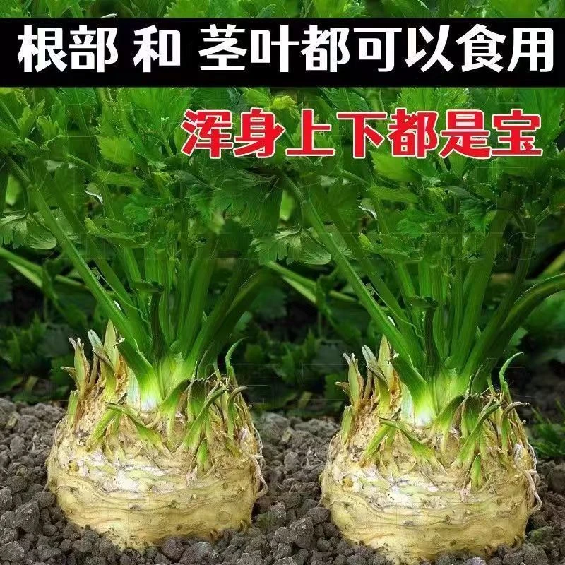 四季种植四季地中海根芹种子根芹菜种籽菜籽芹菜种子盆栽蔬菜种子