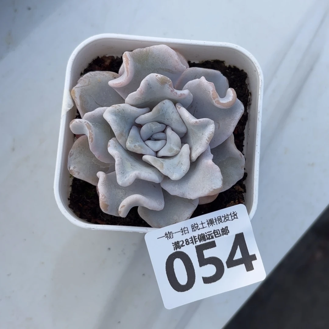 芭蕾舞者单头无盆土发货