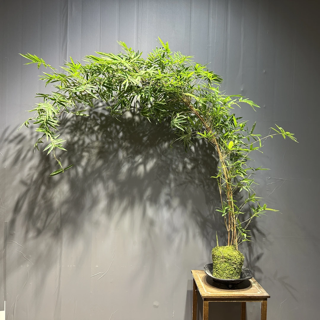 红观音竹室内外水培苔藓球绿植盆栽营造高飘枝意境(一物一拍）