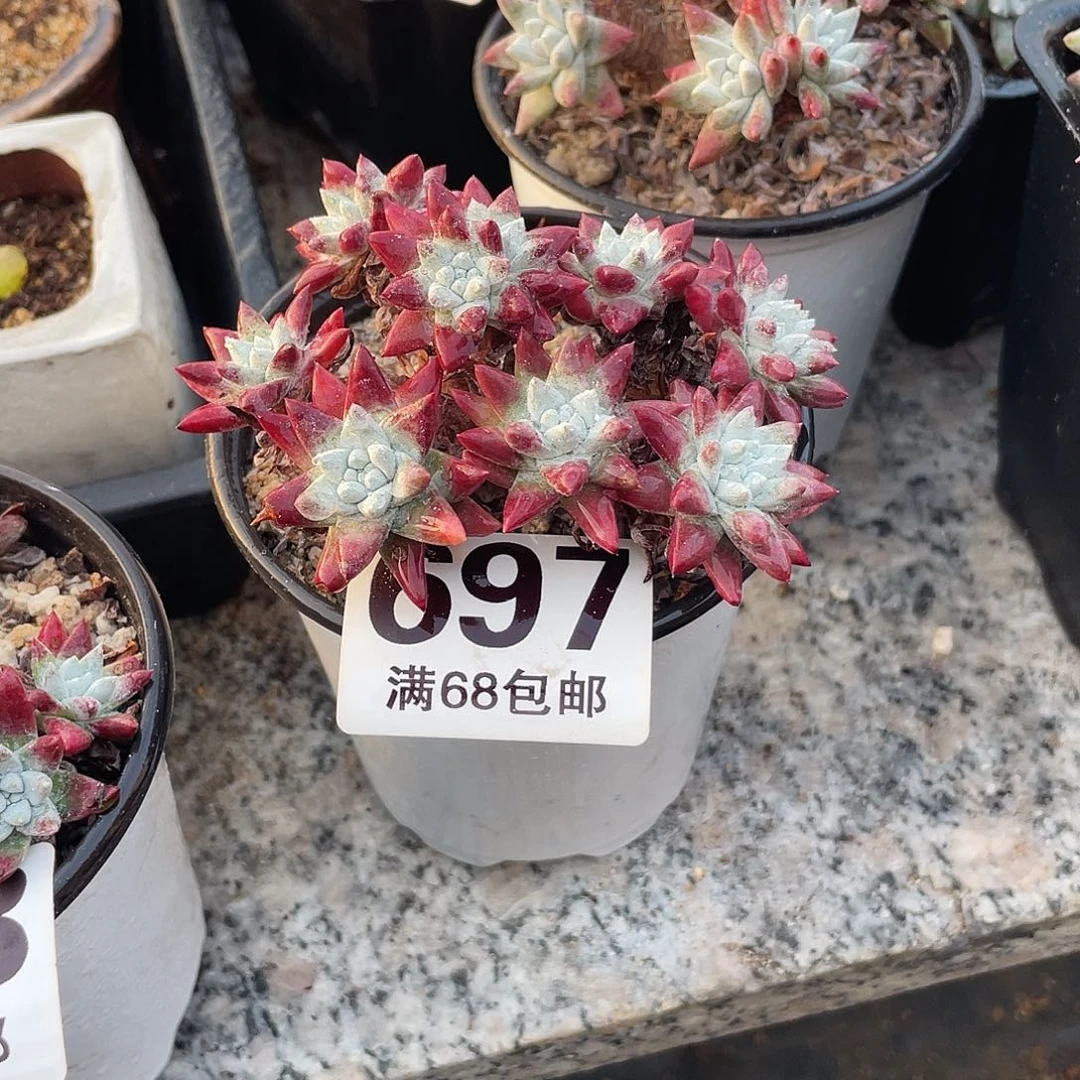 晨溪园艺仙女杯呀