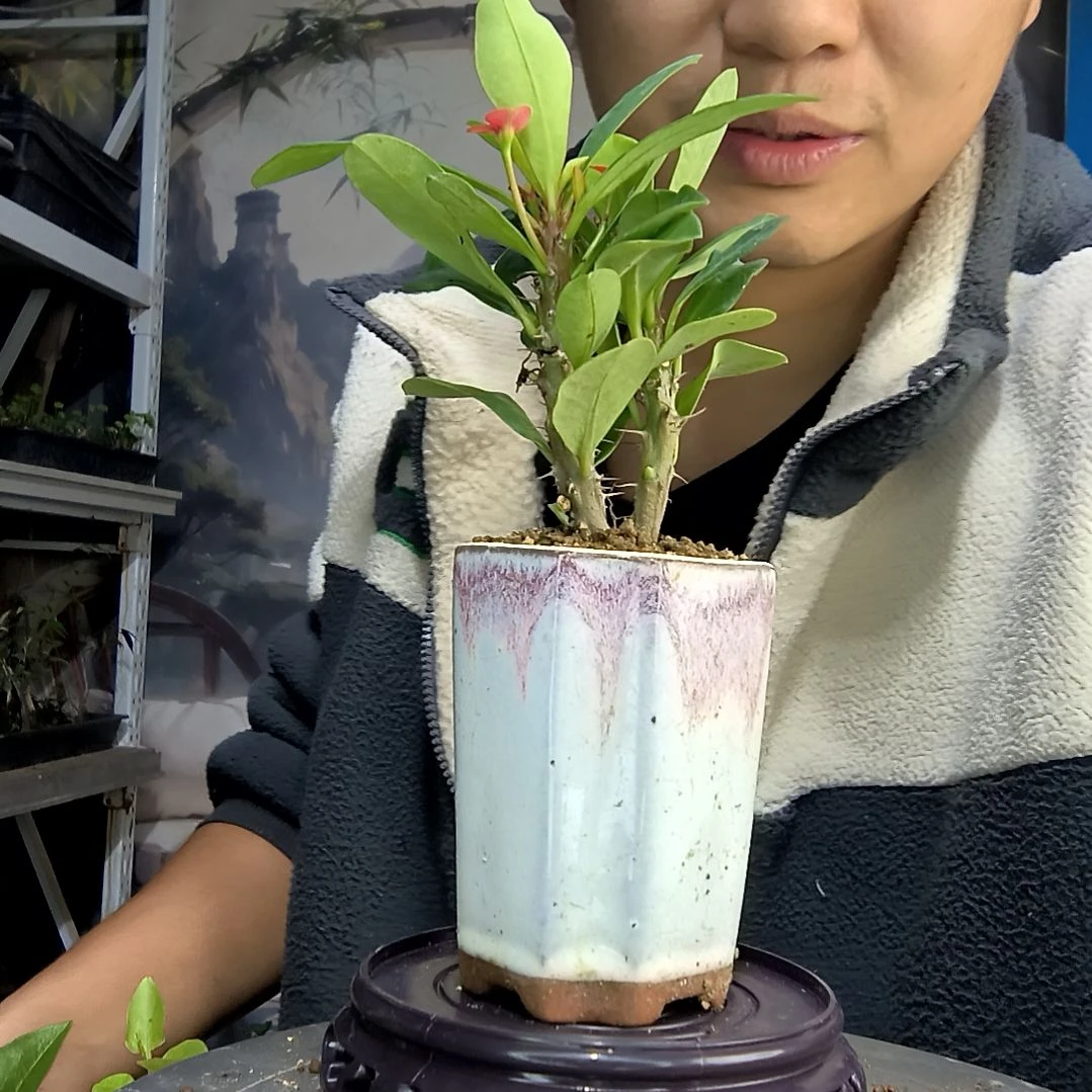 未*中青园艺一物一拍46