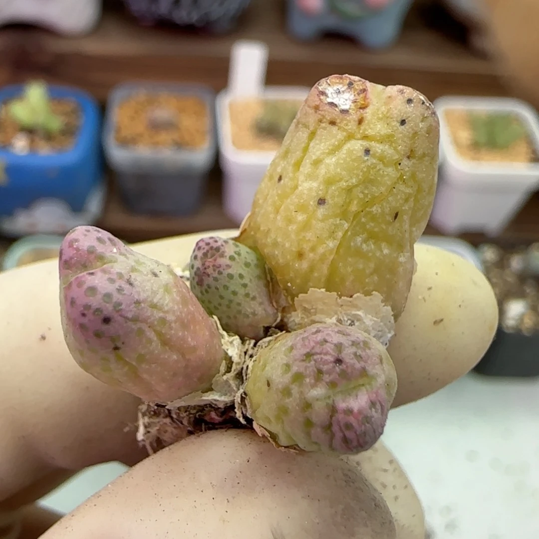 126园艺优选红斑马