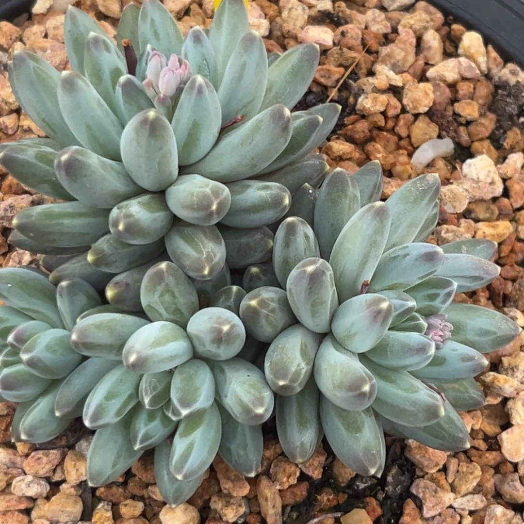 伊卡鲁斯多肉植物228