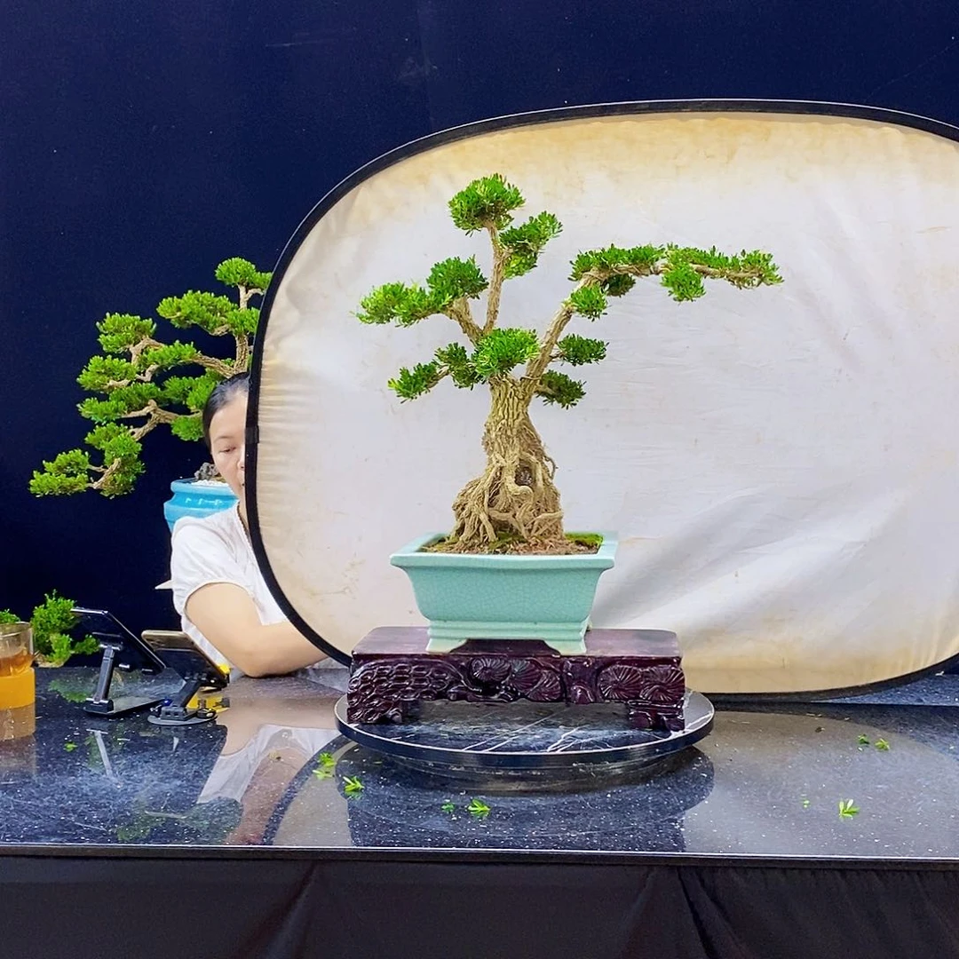 无花朵精品黄杨盆景