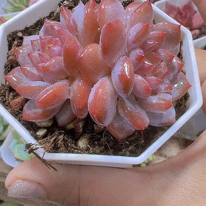 双头星星橙19包邮